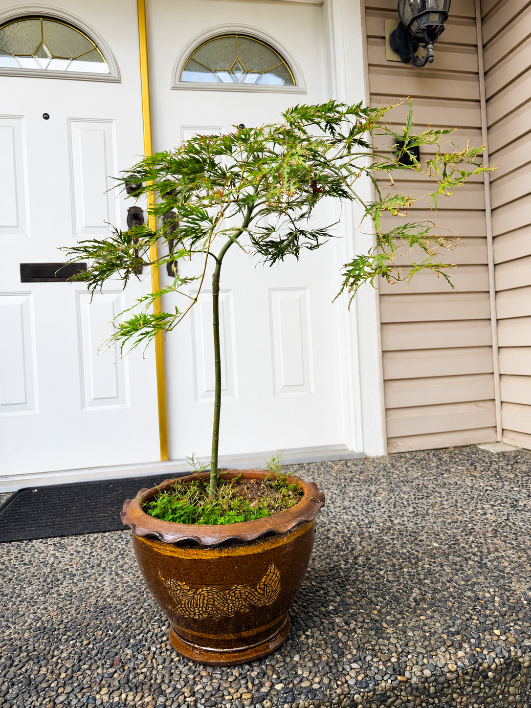 Garden display with 14 inch dragon pot