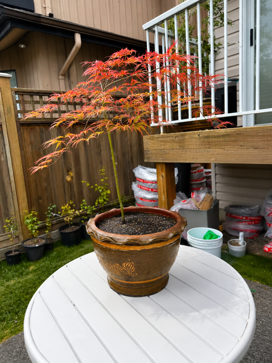 Japanese maple in 14 inch dragon pot