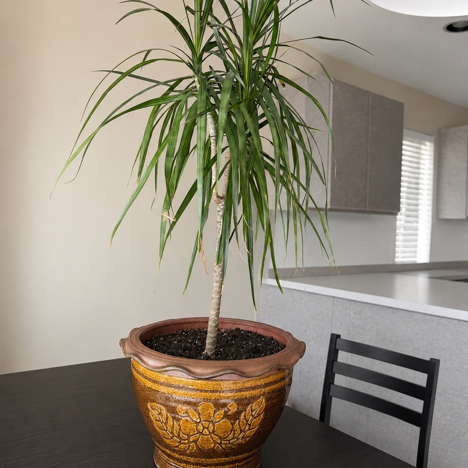 16 inch Thai ceramic garden pot displayed indoors