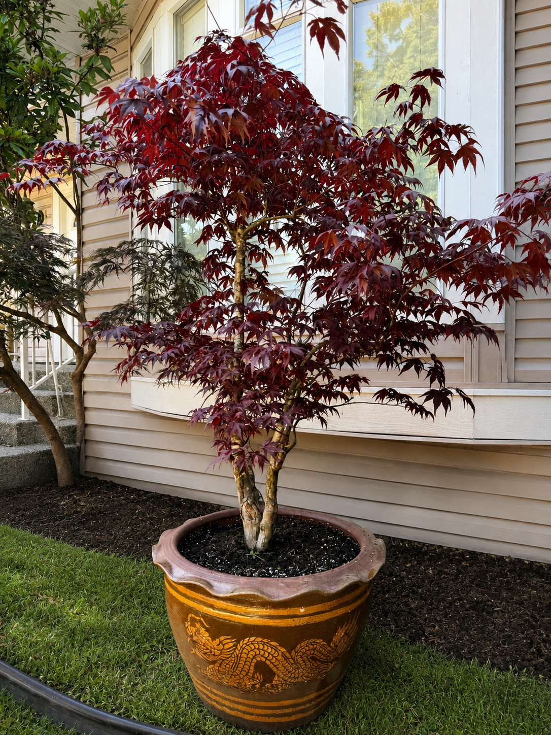 Japanese maple planted in a Thai ceramic dragon garden pot